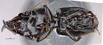 Media type: image;   Entomology 22013 Aspect: habitus ventral view